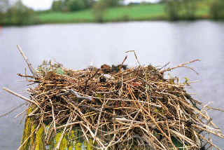 Gull nest on mooring pile - Norway.