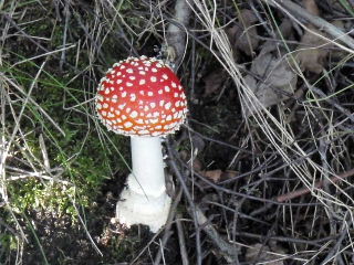 fungi12.jpg (33019 bytes)