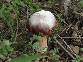 fungi3.jpg (35210 bytes)