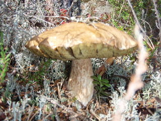 fungi7.jpg (21439 bytes)