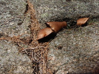 fungi8.jpg (33019 bytes)