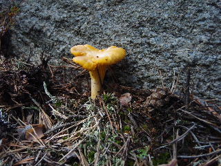 fungi9.jpg (21439 bytes)