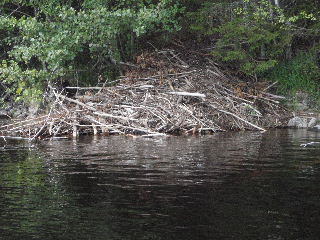 A Beaver Lodge